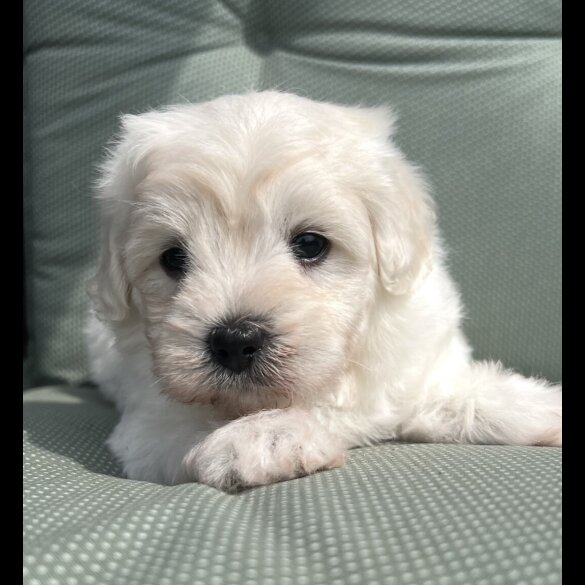 Maltipoo - Dogs