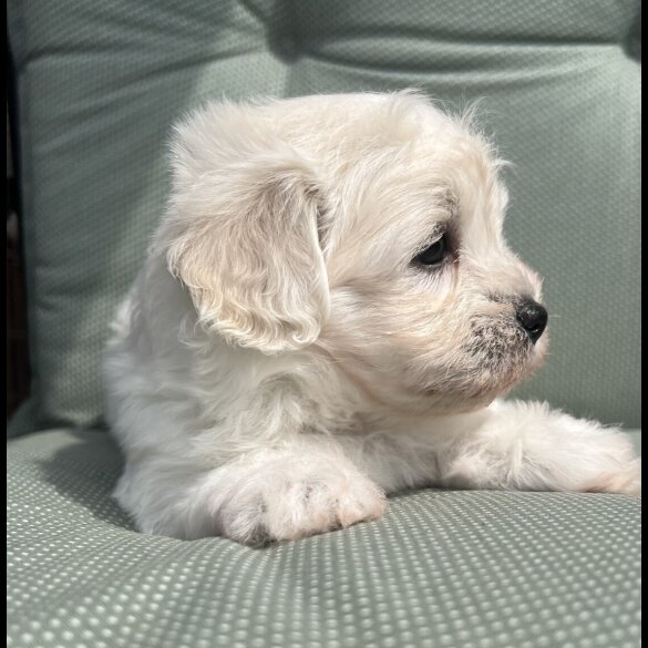 Maltipoo - Dogs