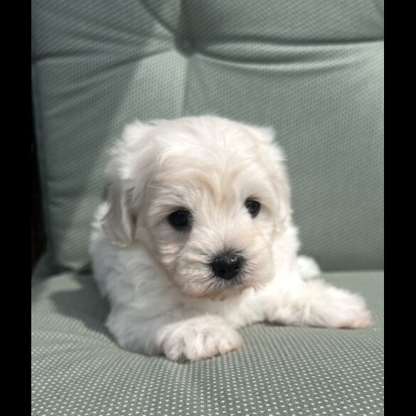 Maltipoo - Dogs