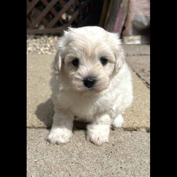 Maltipoo - Dogs