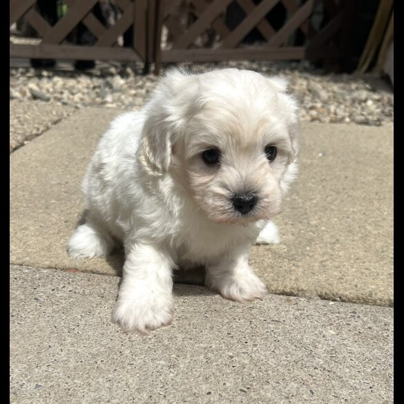 Maltipoo - Dogs