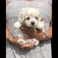 Maltipoo - Dogs