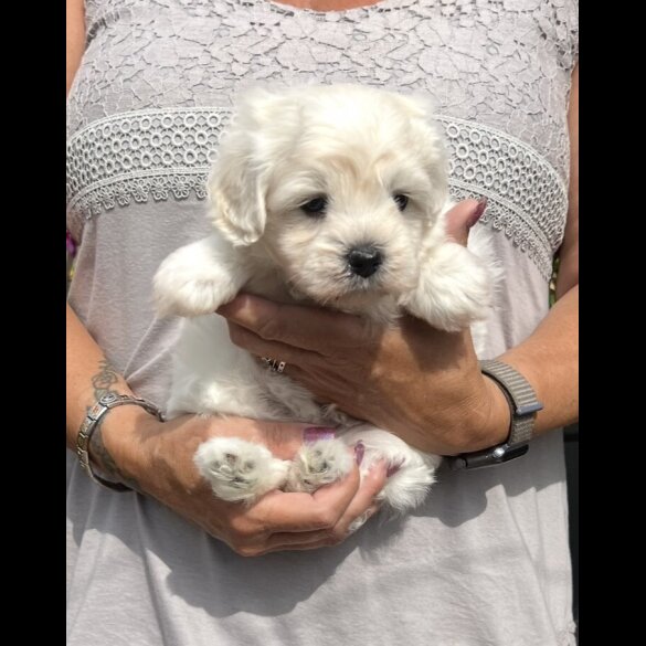 Maltipoo - Dogs