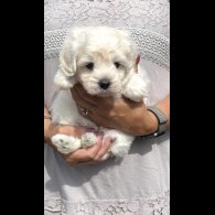 Maltipoo - Dogs
