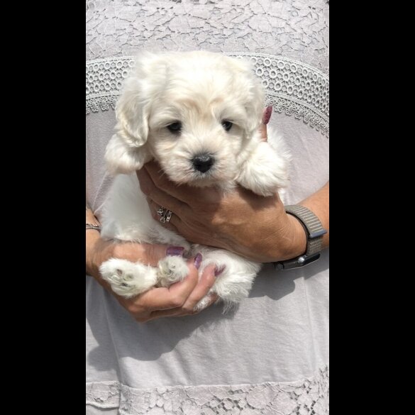 Maltipoo - Dogs