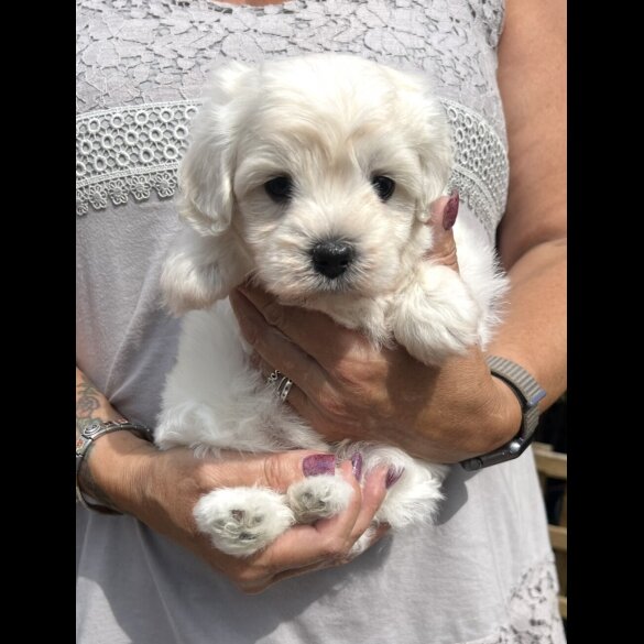 Maltipoo - Dogs
