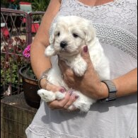 Maltipoo - Dogs