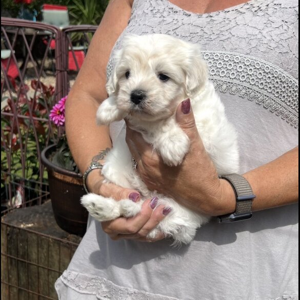 Maltipoo - Dogs