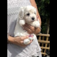 Maltipoo - Dogs