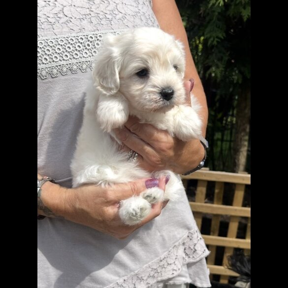 Maltipoo - Dogs