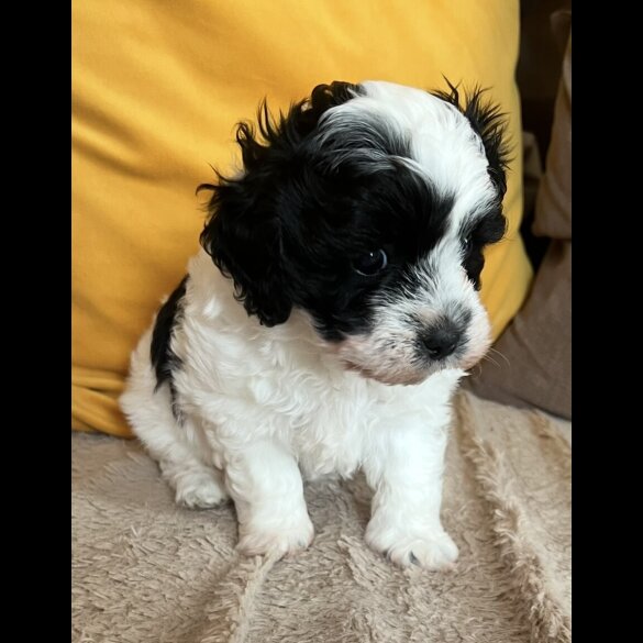 Maltipoo - Dogs