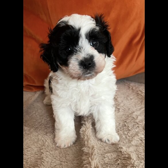 Maltipoo - Dogs
