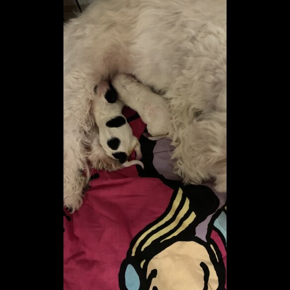 Maltipoo - Dogs