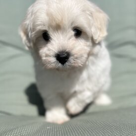 Maltipoo - Dogs
