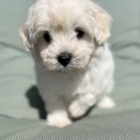 Maltipoo - Dogs