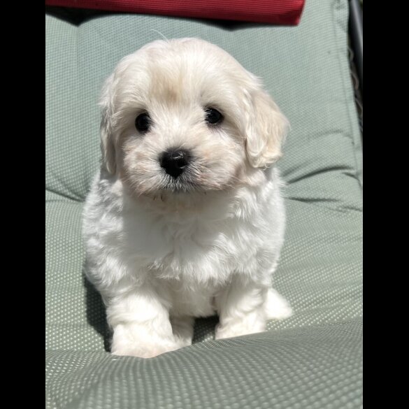 Maltipoo - Dogs