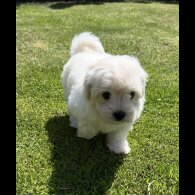 Maltipoo - Dogs