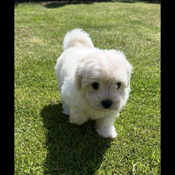 Maltipoo - Dogs