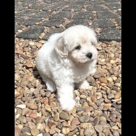 Maltipoo - Dogs