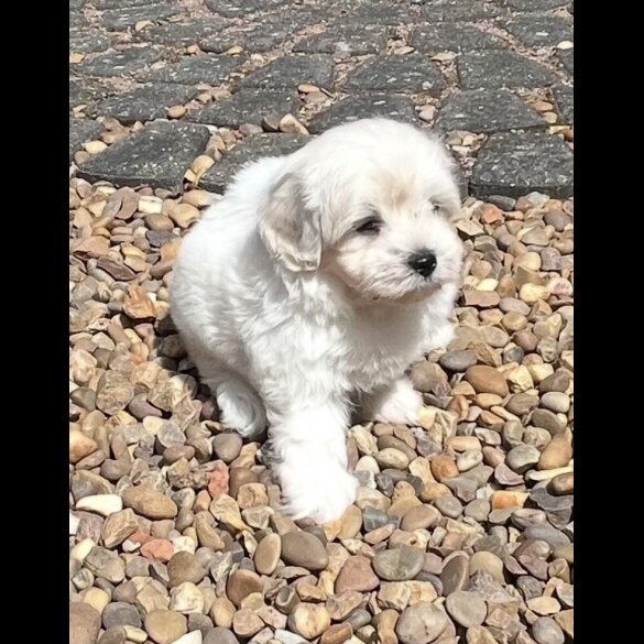 Maltipoo - Dogs