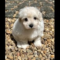 Maltipoo - Dogs
