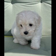 Maltipoo - Dogs
