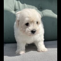 Maltipoo - Dogs