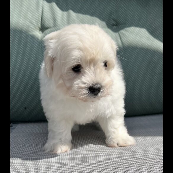 Maltipoo - Dogs