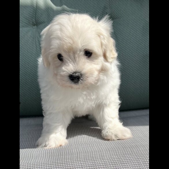Maltipoo - Dogs