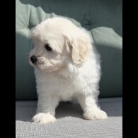 Maltipoo - Dogs