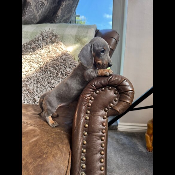 Dachshund (Standard &amp; Miniature) - Both