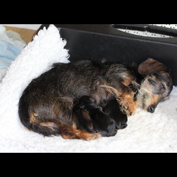Dachshund (Standard &amp; Miniature) - Dogs