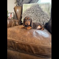 Dachshund (Standard &amp; Miniature) - Both