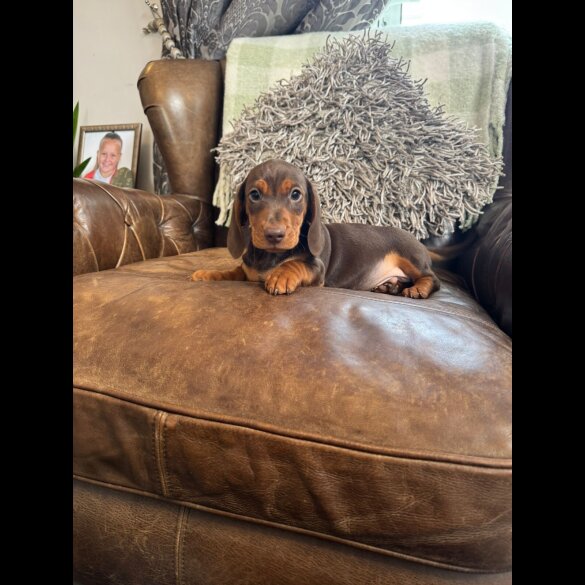 Dachshund (Standard &amp; Miniature) - Both
