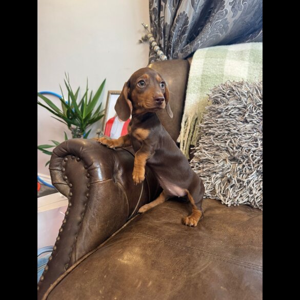 Dachshund (Standard &amp; Miniature) - Both