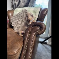 Dachshund (Standard &amp; Miniature) - Both