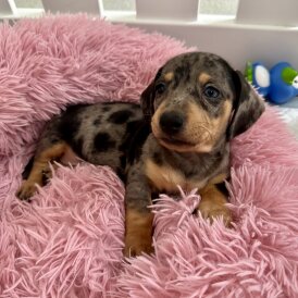 Dachshund (Standard &amp; Miniature) - Both