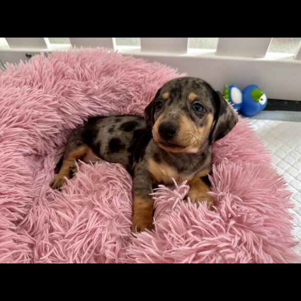 Dachshund (Standard &amp; Miniature) - Both