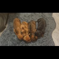 Dachshund (Standard &amp; Miniature) - Both