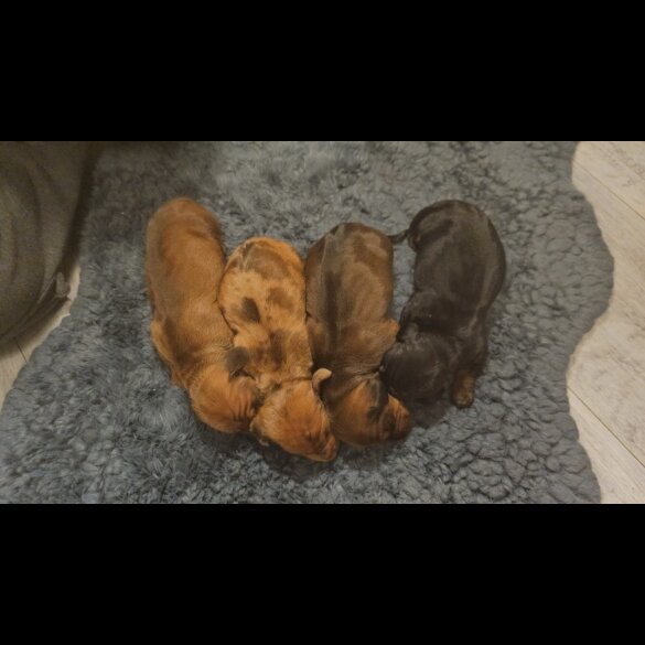 Dachshund (Standard &amp; Miniature) - Both