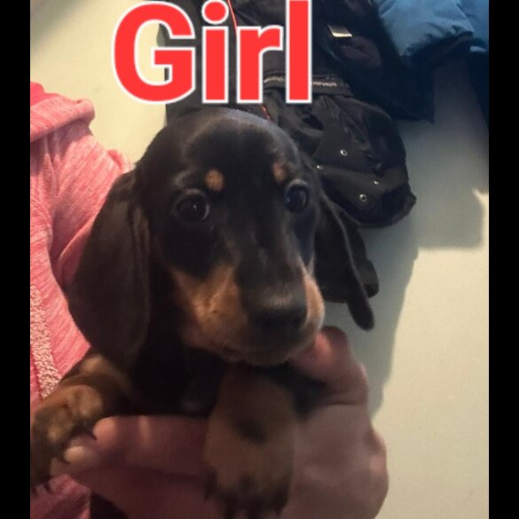 Dachshund (Standard &amp; Miniature) - Both
