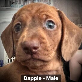 Dachshund (Standard &amp; Miniature) - Both