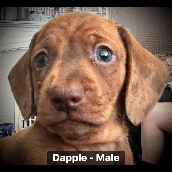 Dachshund (Standard &amp; Miniature) - Both