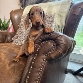 Dachshund (Standard &amp; Miniature) - Both