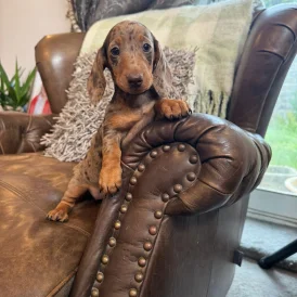 Dachshund (Standard &amp; Miniature) - Both
