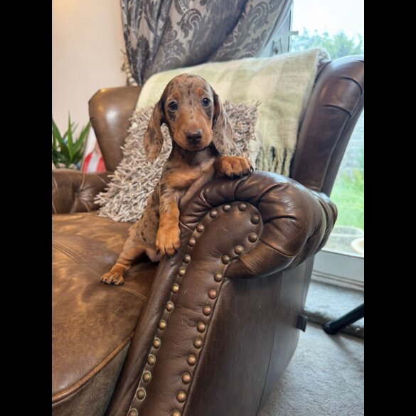 Dachshund (Standard &amp; Miniature) - Both