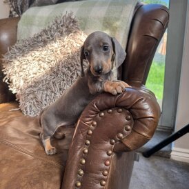 Dachshund (Standard &amp; Miniature) - Both