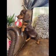 Dachshund (Standard &amp; Miniature) - Both