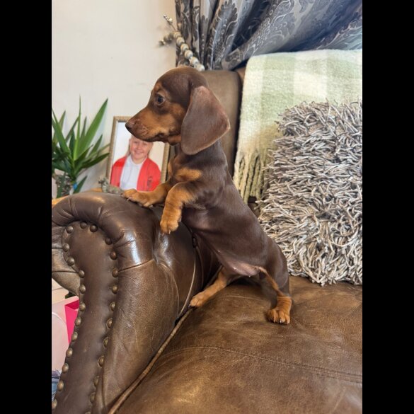 Dachshund (Standard &amp; Miniature) - Both