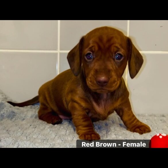 Dachshund (Standard &amp; Miniature) - Both
